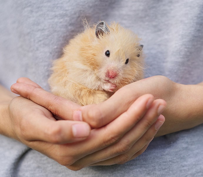 World's Biggest Hamster Breed (Not Syrian Hamster)