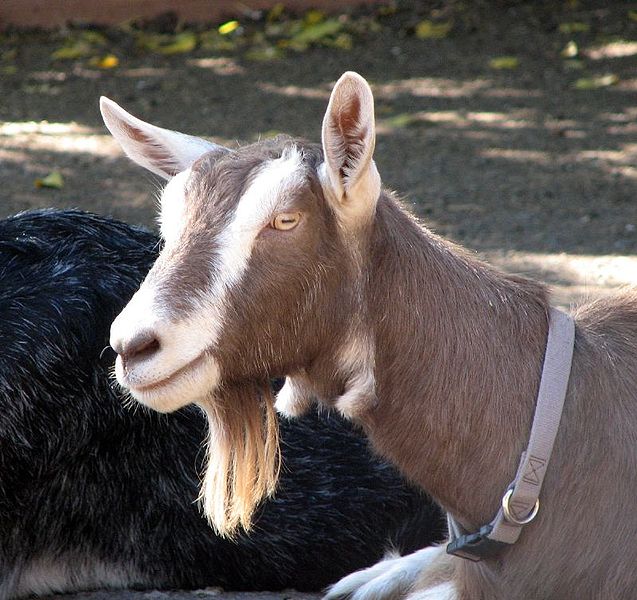 Toggenburg Goat