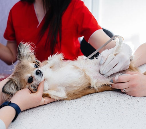 Vet Dog Stomach Ultrasound Gastrointestinal Blockage