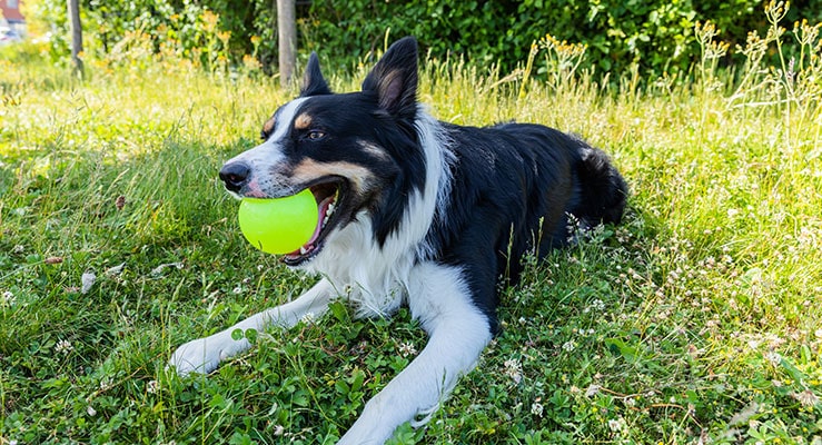 Welsh Sheepdog