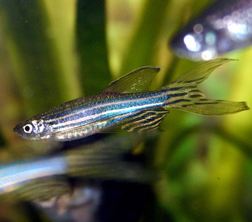 Zebrafish